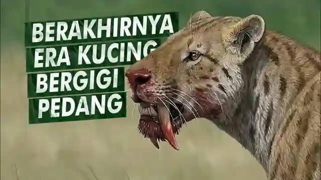 Harimau Purba Sabertooth Predator Purba Bergigi Pedang Sipjos