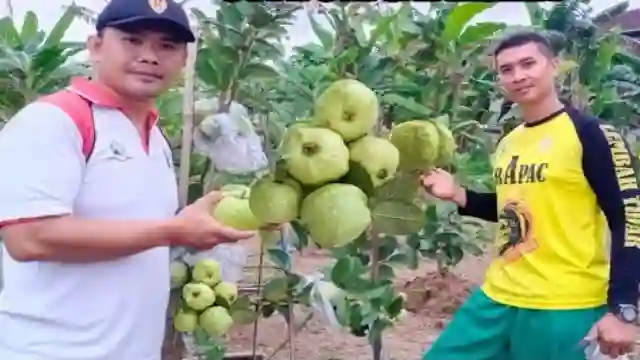 Cara Menanam Jambu Kristal Dalam Pot Agar Cepat Berbuah Sipjos