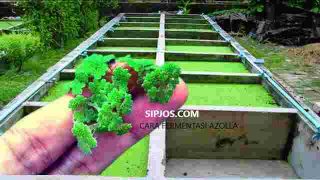 Cara membuat fermentasi azolla - sipjos.com
