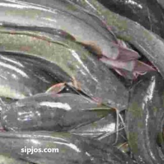 Jual ikan lele segar hidup. Lele murah berkualitas dari supplier ikan lele sipjos farm lele kosumsi lele murah berkualitas. Tempat beli ikan lele murah
