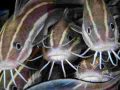 Ciri Ikan Lele Stress penyebab stress pada ikan lele cara mengatasi lele stres Kenapa ikan lele menggantung cara mengatasi lele kembung