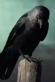 Renungan islami tentang burung gagak