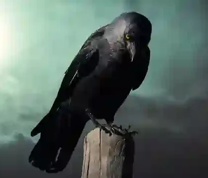 Renungan islami tentang burung gagak