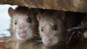 Doa Pengusir Tikus Paling Ampuh. Cara membacakan doa pengusir tikus. Bacaan Doa Usir Tikus Rumah sipjos.com