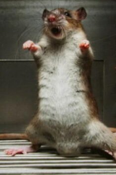 Mantra Pengusir Tikus. Mantra Melayu Pengusir Tikus . Mantra Pengusir Tikus Terbukti Sakti Dalam Mengusir Tikus
