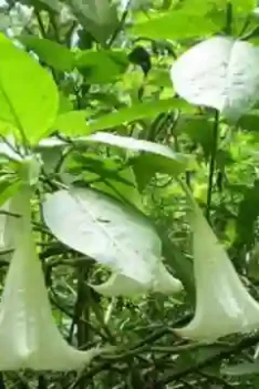 Manfaat Daun Kecubung Bagi Kesehatan
