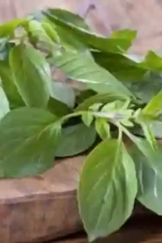 Manfaat Daun Kemangi Bagi Kesehatan