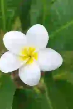 Manfaat Daun Kemboja Bagi Kesehatan