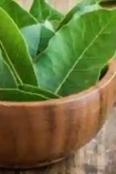 Manfaat Daun Salam Bagi Kesehatan