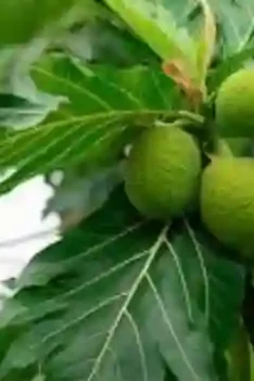 Manfaat Daun Sukun Bagi Kesehatan