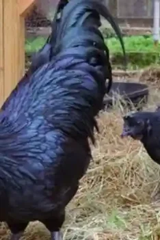 Sipjos.com - Ayam Cemani Asli. Berikut Ini Mitos Ayam Cemani. Ciri-ciri Ayam Cemani Asli. Ayam Hitam Ayam Cemani