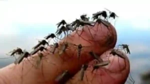 Sipjos.com - Kenapa Allah Menciptakan Nyamuk. Rahasia Allah Menciptakan Nyamuk Menurut sains dan agama Islam