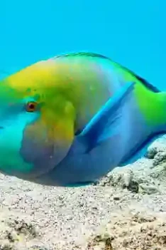 Ikan Kakaktua Ikan Yang Bisa Berubah Jenis Kelamin Karena Lingkungan: Inilah Ikan Kakaktua
