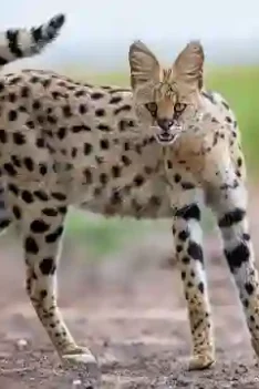 Kucing: Ras Kucing yang Ahli Berburu. Kucing Serval Ras Kucing Liar yang Ahli Berburu. Jenis Kucing Liar