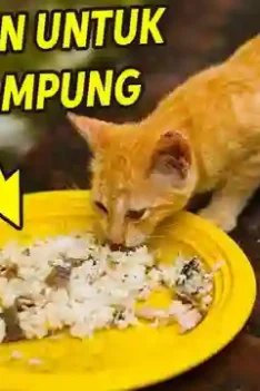 Sipjos.com - Makanan Kucing Agar Gemuk dan Sehat.5 Makanan untuk Kucing Kampung Agar Sehat Gemuk. Makanan Kucing Agar Sehat