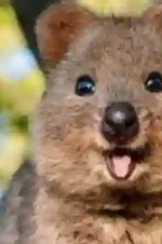 Sipjos.com - Inilah Quokka Hewan Paling Bahagia Yang Selalu Tersenyum. Hewan Quokka Yang Selalu Tersenyum.
