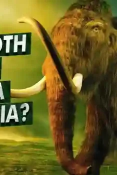 Mammoth Gajah Purba. Gajah Purba Mammoth Di hidupkan kembali . Gajah Purba Pernah Hidup Berdampingan Dengan Manusia