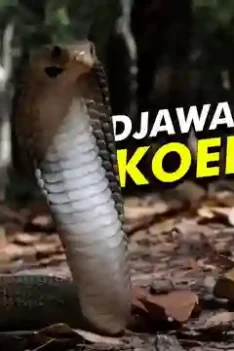 sipjos.com - Ular Kobra Jawa Naja Sputatrix. Ular Kobra Dari Jawa. Ular Kobra Asli Jawa. Ular Kobra Jawa Asli