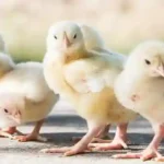 sipjos.com - Ternak Ayam Merawat Doc Anak Ayam. Cara Merawat Anak Ayam. Cara Merawat Anak Ayam Baru Menetas. Cara Ternak Ayam