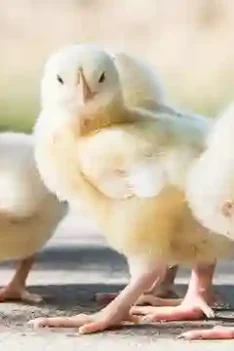 sipjos.com - Ternak Ayam Merawat Doc Anak Ayam. Cara Merawat Anak Ayam. Cara Merawat Anak Ayam Baru Menetas. Cara Ternak Ayam