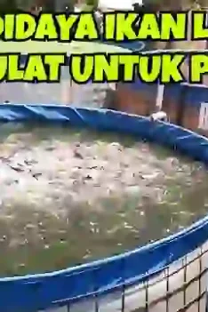 sipjos.com - Inilah Cara Budidaya Ikan Lele Di Kolam Bulat. Ketahui Cara Ternak Ikan Lele Bagaimana Cara Budidaya Ikan Lele Di Kolam Bulat