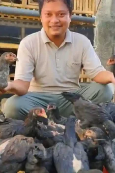 Ternak ayam kampung. Cara ternak ayam 60 hari panen. Inilah cara sukses ternak ayam kampung 60 hari panen