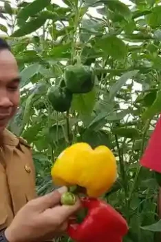 Menanam Paprika. Cara Menanam Paprika dalam Polybag. Cara Tanam Paprika Di Polybag. Cara Menanam Paprika.