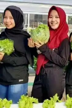 Tanaman cepat hasilkan uang. Jenis tanaman yang cepat hasilkan uang. Budidaya tanaman yang cepat dapat uang.