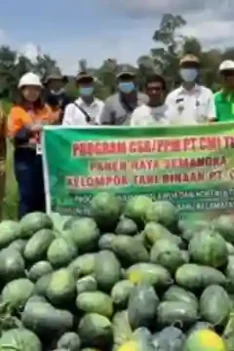 Sipjos.com - Cara Tanam Semangka Agar Berbuah Besar. Cara Sukses Panen Semangka: Cara Menanam Semangka Agar Berbuah Banyak