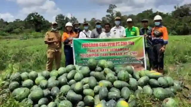 Cara Sukses Panen Semangka Agar Semangka Berbuah Besar Sipjos Com