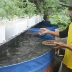 Sipjos.com - Membuat Aquaponik Budidaya Lele Dan Kangkung. Cara Membuat Aquaponik Budidaya Lele Dan Kangkung