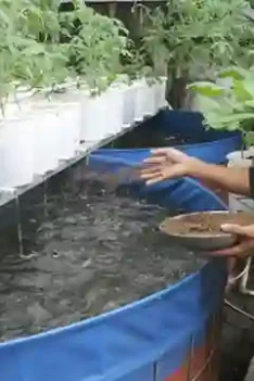 Sipjos.com - Membuat Aquaponik Budidaya Lele Dan Kangkung. Cara Membuat Aquaponik Budidaya Lele Dan Kangkung