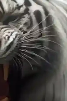 sipjos.com - Khodam Macan Putih. 9 Tanda Orang Yang Di Sukai Khodam Macan Putih. Ciri Orang Punya Khodam Macan Putih