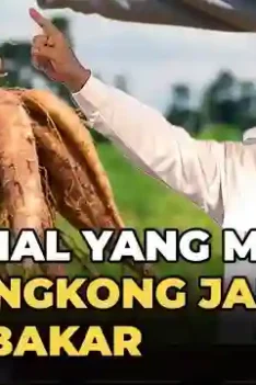 sipjos.com - Pengembangan Bio-fuel singkong dan tebu jadi sumbernya. tebu dan singkong jadi Bio-fuel penganti BBM