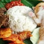 Bahaya Kucing Diberi Makan Nasi. Inilah Sederet Bahaya Jika Kucing Diberi Makan Nasi. Jangan Beri Kucing Makan Nasi