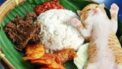 Bahaya Kucing Diberi Makan Nasi. Inilah Sederet Bahaya Jika Kucing Diberi Makan Nasi. Jangan Beri Kucing Makan Nasi