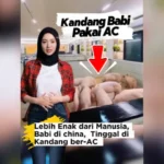 Babi di China Kini Hidup di Kandang Ber-AC