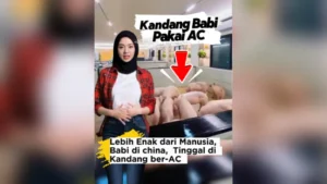 Babi di China Kini Hidup di Kandang Ber-AC