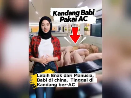 Babi di China Kini Hidup di Kandang Ber-AC
