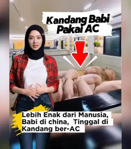 Babi di China Kini Hidup di Kandang Ber-AC